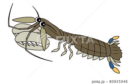 シャコ キャラクター イラスト 80935046