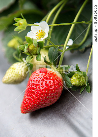 イチゴ いちご 苺 80935055