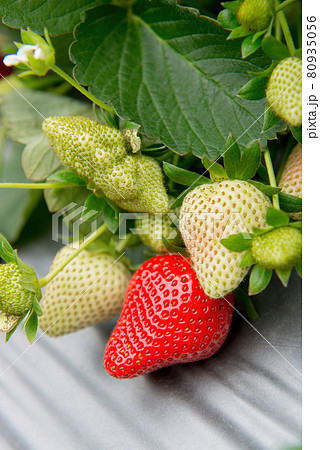 イチゴ いちご 苺 80935056