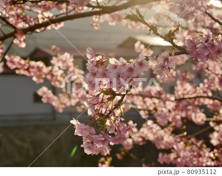 伊豆半島の河津町・河津桜の花びら 80935112