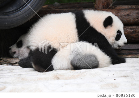 寝ている灰色赤ちゃんパンダをまたぐ赤ちゃんパンダの写真素材