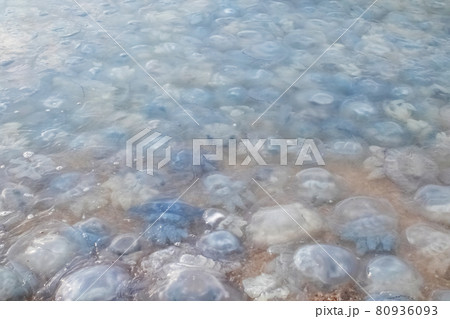 Close-up of cornerot and aurelia jellyfish on the sandy shore and in the water. Ecological catastrophe. Threat to humans. The invasion of jellyfish in the sea. Rhizostoma pulmo and Aurelia aurita Close-up of cornerot and aurelia jellyfish on the sandy shore and in the water. Ecological catastrophe. Threat to humans. The invasion of jellyfish in the sea. Rhizostoma pulmo and Aurelia aurita 80936093