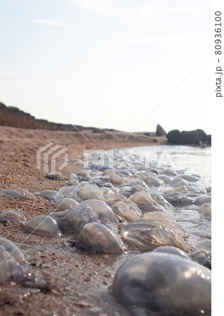 Close-up of cornerot and aurelia jellyfish on the sandy shore and in the water. Ecological catastrophe. Threat to humans. The invasion of jellyfish in the sea. Rhizostoma pulmo and Aurelia aurita 80936100