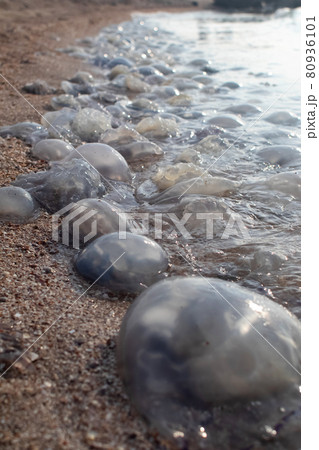 Close-up of cornerot and aurelia jellyfish on the sandy shore and in the water. Ecological catastrophe. Threat to humans. The invasion of jellyfish in the sea. Rhizostoma pulmo and Aurelia aurita 80936101