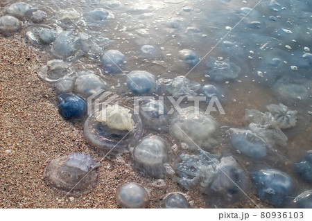 Close-up of cornerot and aurelia jellyfish on the sandy shore and in the water. Ecological catastrophe. Threat to humans. The invasion of jellyfish in the sea. Rhizostoma pulmo and Aurelia aurita Close-up of cornerot and aurelia jellyfish on the sandy shore and in the water. Ecological catastrophe. Threat to humans. The invasion of jellyfish in the sea. Rhizostoma pulmo and Aurelia aurita 80936103