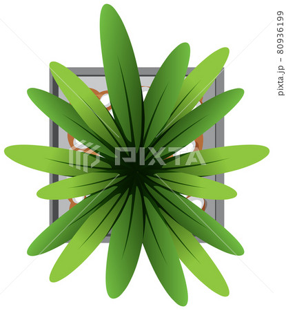 Aerial view of plant in pot isolated on white background Aerial view of plant in pot isolated on white background 80936199