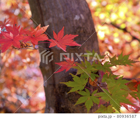 偕楽園内にある紅葉谷の紅葉 偕楽園内にある紅葉谷の紅葉 80936587