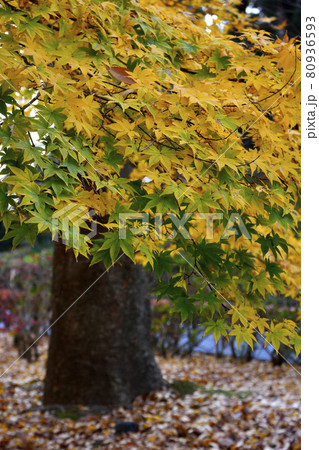 偕楽園内にある紅葉谷の紅葉 偕楽園内にある紅葉谷の紅葉 80936593