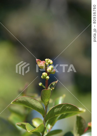 Crepe myrtle White Sensation Crepe myrtle White Sensation 80936760