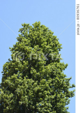 Lombardy poplar Lombardy poplar 80936761