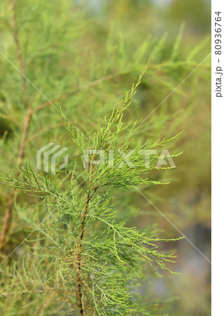 Four-stamen tamarisk Four-stamen tamarisk 80936764