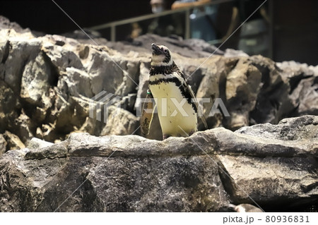 すみだ水族館 ペンギンプール すみだ水族館 ペンギンプール 80936831