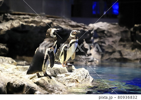 すみだ水族館 ペンギンプール すみだ水族館 ペンギンプール 80936832