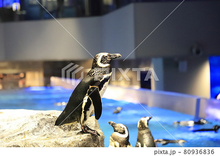 すみだ水族館　ペンギンプール 80936836