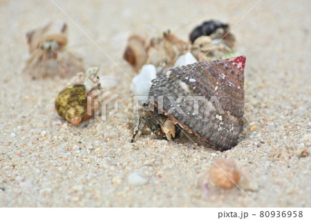 ヤドカリ 80936958