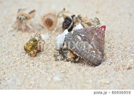 ヤドカリ 80936959