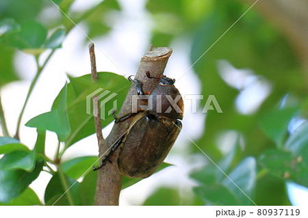カブトムシ メス 昆虫の王様 甲虫 兜虫 ペットの写真素材