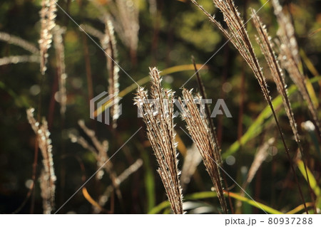 風景・ススキ 80937288