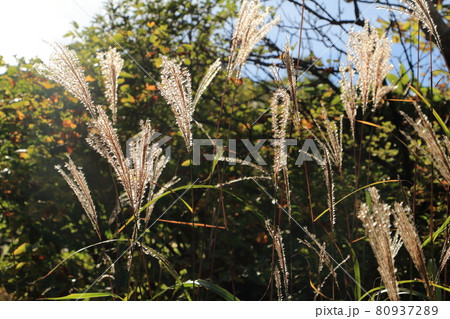 風景・ススキ 80937289