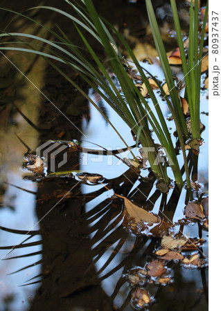 風景・水面に映り込む草木 80937437