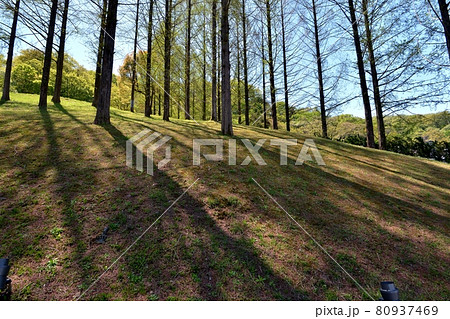 快晴の飯能市あけぼの子どもの森公園、春の光がメタセコイアの林に降り注ぎ影を作る 80937469