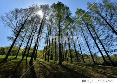 快晴の飯能市あけぼの子どもの森公園、春の強い光がメタセコイアの木立に降り注ぐ 快晴の飯能市あけぼの子どもの森公園、春の強い光がメタセコイアの木立に降り注ぐ 80937471
