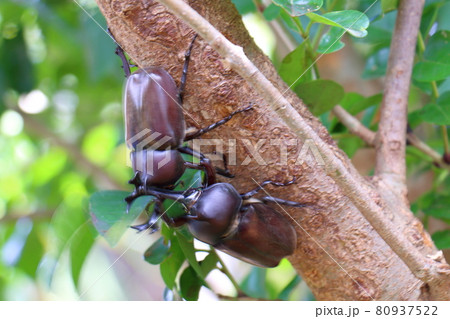 カブトムシ　闘う　オス　昆虫の王様　甲虫　兜虫　ペット　 80937522