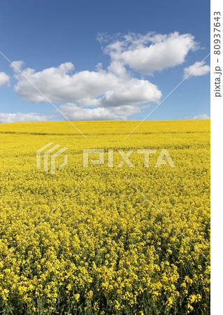 Yellow rapeseed field in Denmark 80937643