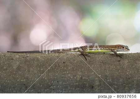 木の上のトカゲ 80937656