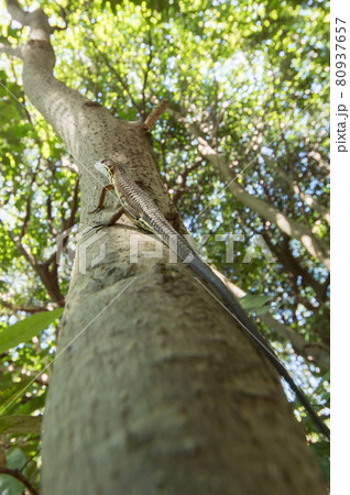 木に登るトカゲ 木に登るトカゲ 80937657
