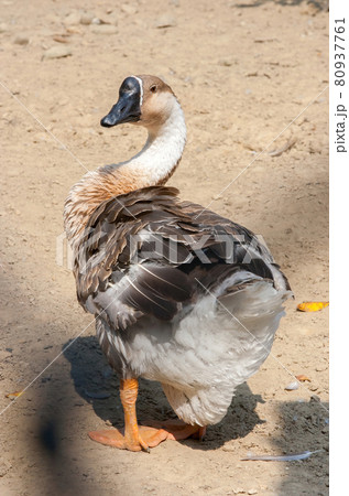 ギース 鵞鳥 ガチョウ 80937761