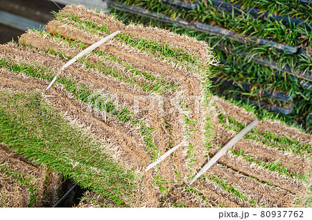 芝の束 芝の束 80937762