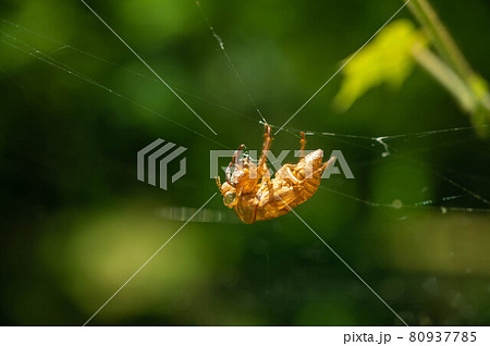 蜘蛛の巣にかかった蝉の抜け殻 80937785