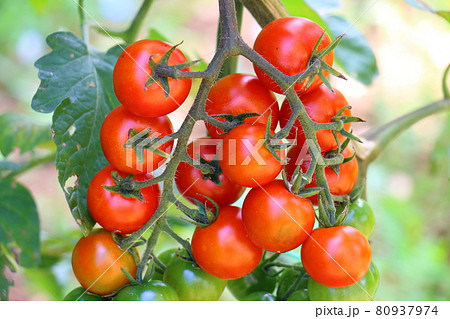 ミニキャロル　トマト 80937974