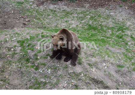 座っている熊 80938179