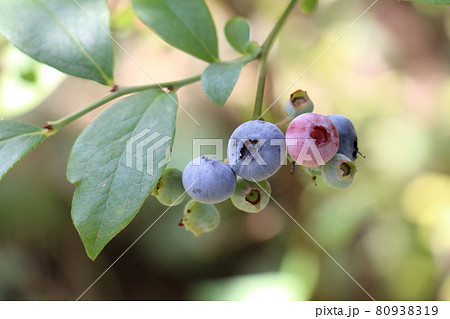 ブルーベリー 80938319