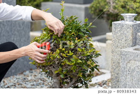お墓参りの時に植木の手入れをしているところ 80938343