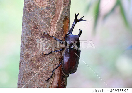 カブトムシ　オス　昆虫の王様　甲虫　兜虫　ペット　 80938395
