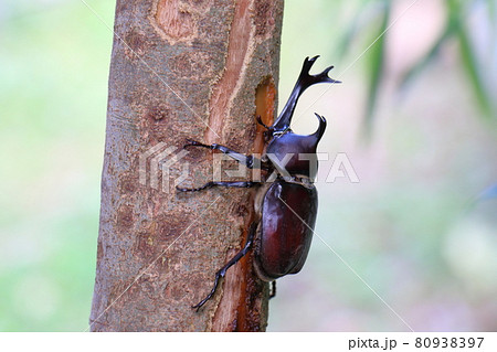 カブトムシ　オス　昆虫の王様　甲虫　兜虫　ペット　 80938397