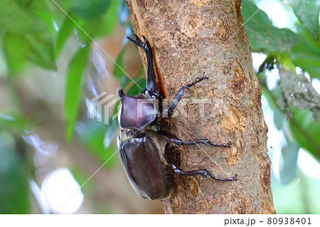 カブトムシ　オス　昆虫の王様　甲虫　兜虫　ペット　 80938401