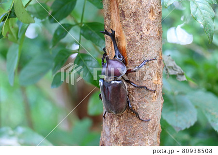 カブトムシ オス 昆虫の王様 甲虫 兜虫 ペット カブトムシ オス 昆虫の王様 甲虫 兜虫 ペット 80938508