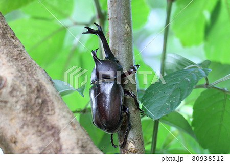 カブトムシ オス 昆虫の王様 甲虫 兜虫 ペット カブトムシ オス 昆虫の王様 甲虫 兜虫 ペット 80938512