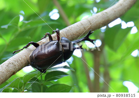カブトムシ　オス　昆虫の王様　甲虫　兜虫　ペット　 80938515