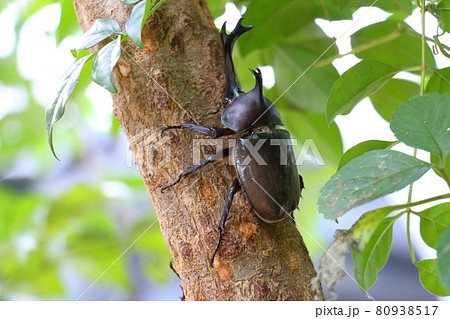 カブトムシ　オス　昆虫の王様　甲虫　兜虫　ペット　 80938517