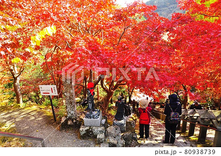 伊勢原市　大山寺本堂前石段から見下ろした鮮やかな紅葉と大山登山道分岐 80938739