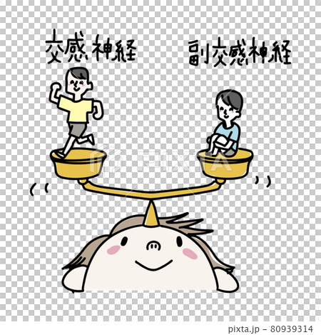 交感神経と副交感神経のバランス 交感神経と副交感神経のバランス 80939314