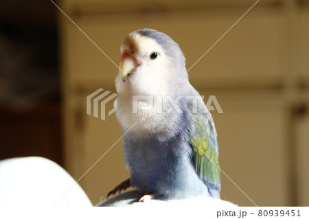 インコ オウム いんこ 80939451