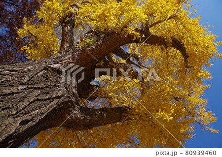 イチョウの老木 80939460