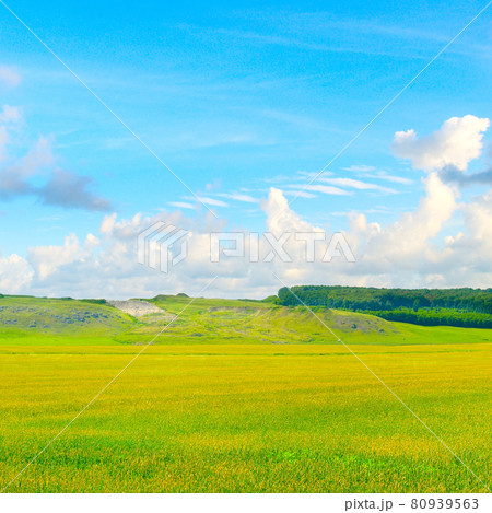 Green wheat field and blue sky. 80939563