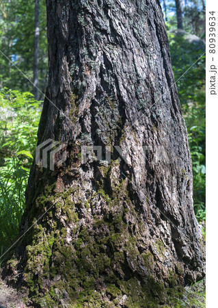 The base of a massive pine tree growing on stones. 80939634